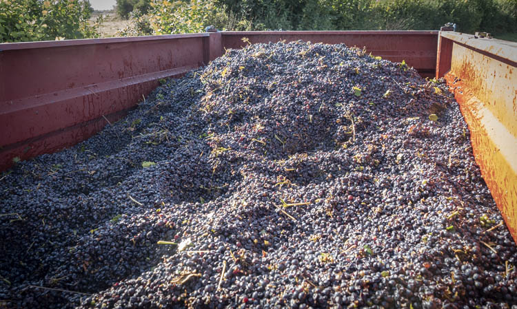 Pinot noir Champagne