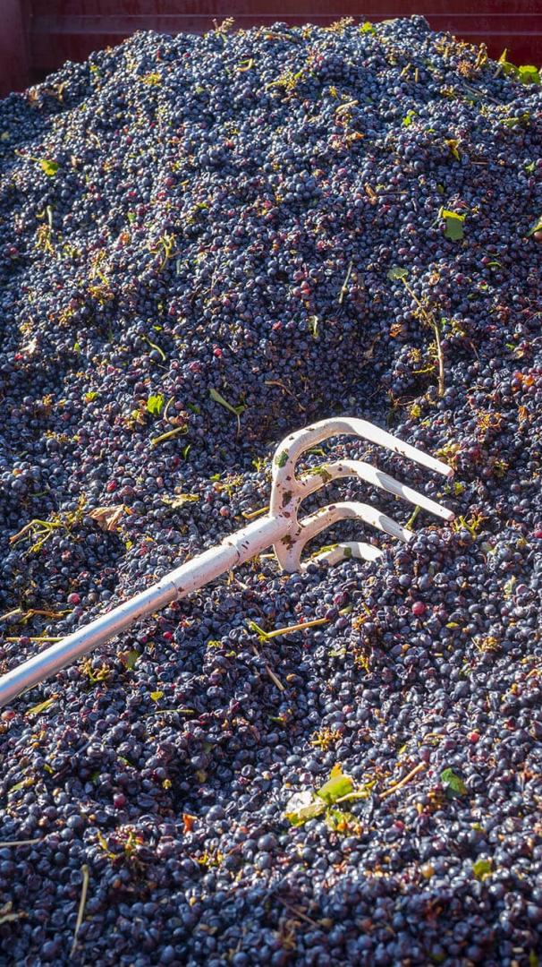 Plant de vigne Champagne