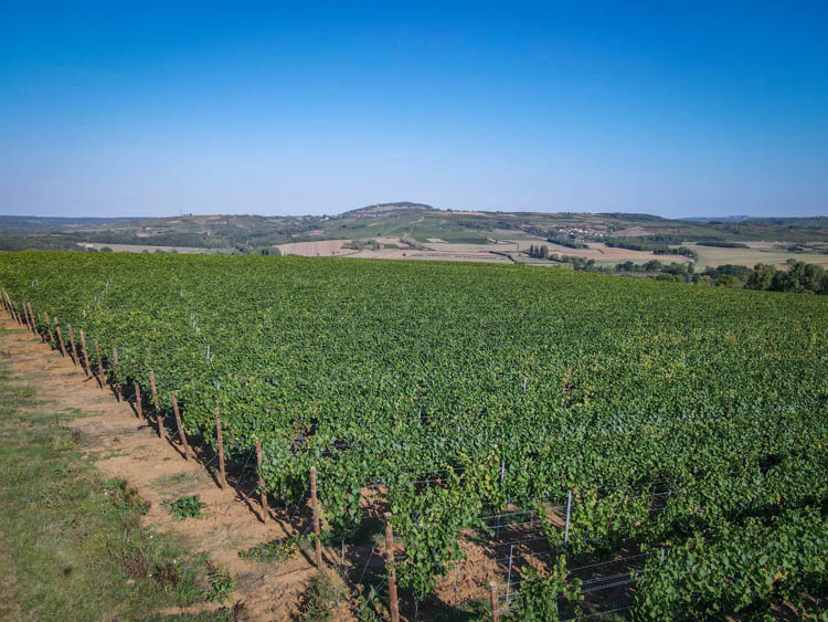 Pépiniériste viticole Bourgogne