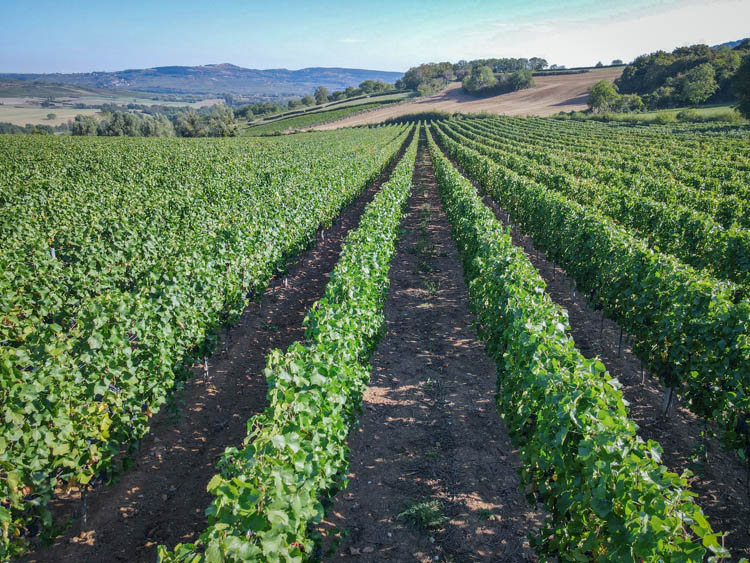 Greffe de vigne Bourgogne