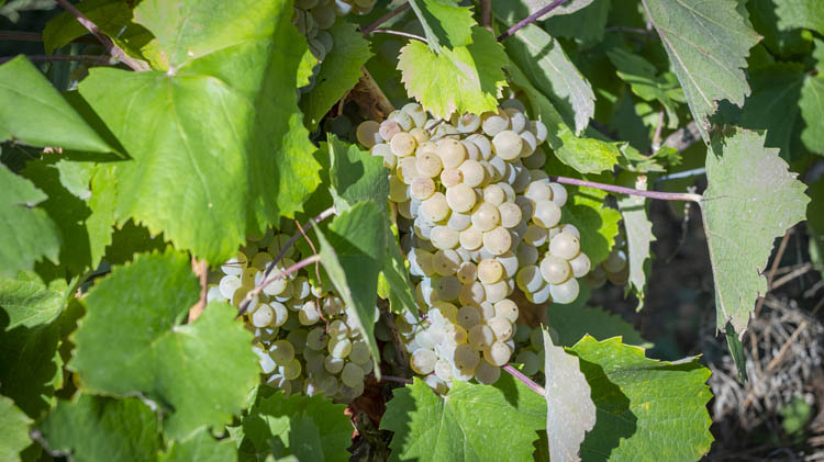 Chardonnay Dennevy