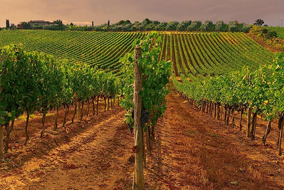 Étude des sols Champagne