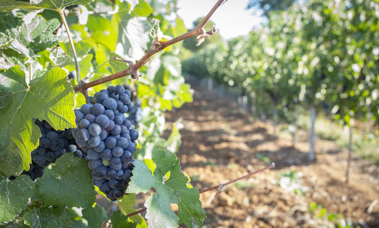 Pinot noir Dennevy