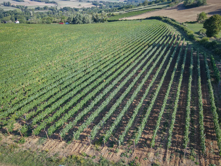 Pépiniériste viticole Bourgogne